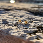 Srebrne pozłacane kolczyki z cyrkoniami PROSTOKĄT